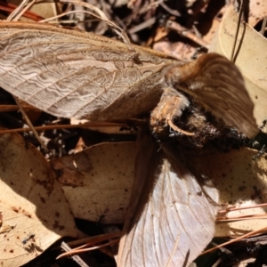 Abantiades (genus) at QPRC LGA - suppressed