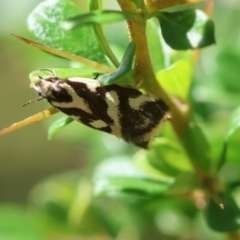 Epithymema incomposita (Chezela group) at Mongarlowe, NSW - 13 Feb 2024 by LisaH