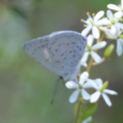 Eirmocides (genus) (A Pencil-blue butterfly) by LisaH