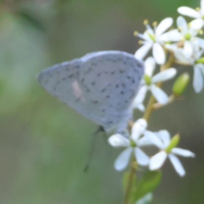 Eirmocides (genus) (A Pencil-blue butterfly) by LisaH