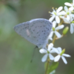 Eirmocides (genus) (A Pencil-blue butterfly) at Mongarlowe, NSW - 13 Feb 2024 by LisaH