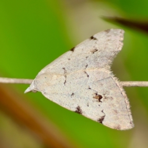 Dichromodes estigmaria at QPRC LGA - suppressed