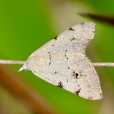 Dichromodes estigmaria (Pale Grey Heath Moth) at Mongarlowe, NSW - 13 Feb 2024 by LisaH