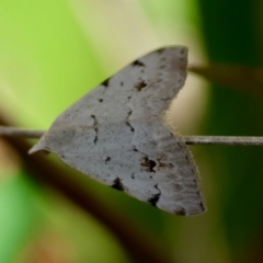 Dichromodes estigmaria at QPRC LGA - suppressed