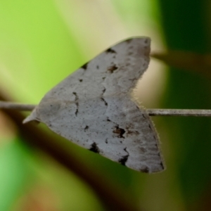 Dichromodes estigmaria at QPRC LGA - suppressed