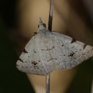 Dichromodes estigmaria at QPRC LGA - suppressed