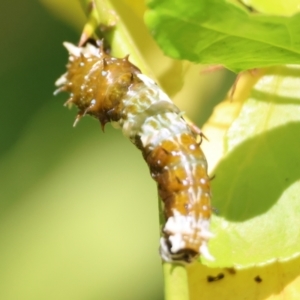 Papilio aegeus at QPRC LGA - suppressed