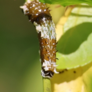 Papilio aegeus at QPRC LGA - suppressed