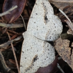 Taxeotis perlinearia at QPRC LGA - suppressed