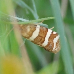 Subfurcatana subfurcatana (A Tortricid moth) at QPRC LGA - 13 Feb 2024 by LisaH