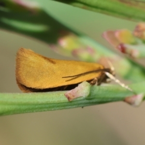 Telocharacta hemicroca at QPRC LGA - suppressed