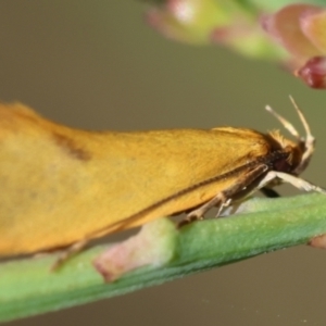 Telocharacta hemicroca at QPRC LGA - suppressed