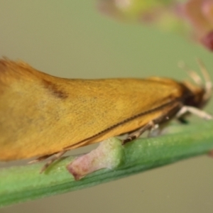 Telocharacta hemicroca at QPRC LGA - suppressed