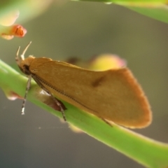 Telocharacta hemicroca at QPRC LGA - suppressed