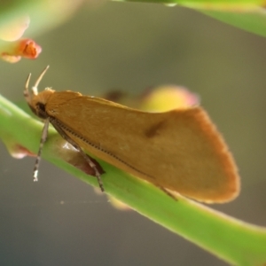 Telocharacta hemicroca at QPRC LGA - suppressed