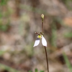 Eriochilus cucullatus (Parson's Bands) at QPRC LGA - 13 Feb 2024 by LisaH