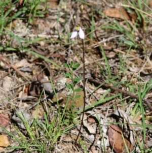 Eriochilus cucullatus at QPRC LGA - 13 Feb 2024