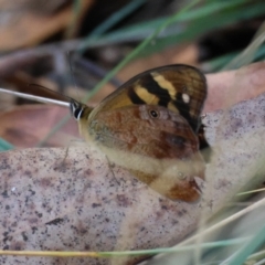 Heteronympha banksii (Banks' Brown) at Mongarlowe River - 13 Feb 2024 by LisaH