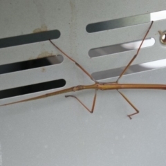 Tropidoderus childrenii (Children's stick-insect) at Alpine, NSW - 11 Dec 2023 by JanHartog