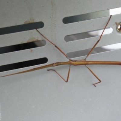 Tropidoderus childrenii (Children's stick-insect) at Alpine, NSW - 11 Dec 2023 by JanHartog