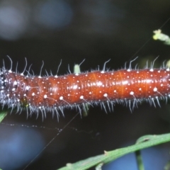 Delias aganippe (Spotted Jezebel) at Piney Ridge - 10 Feb 2024 by Harrisi