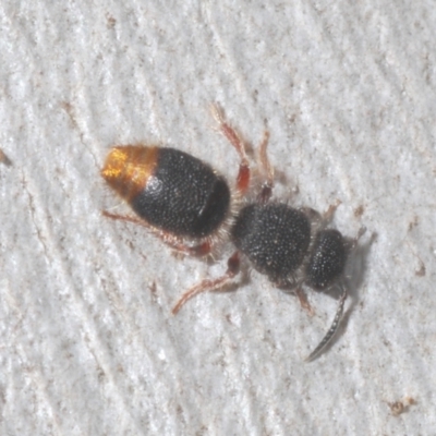 Odontomyrme sp. (genus) (A velvet ant) at Bluetts Block Area - 10 Feb 2024 by Harrisi