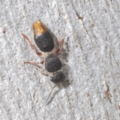 Odontomyrme sp. (genus) at Bluetts Block (402, 403, 12, 11) - 10 Feb 2024