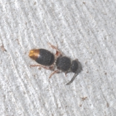 Odontomyrme sp. (genus) at Bluetts Block (402, 403, 12, 11) - 10 Feb 2024 05:39 PM