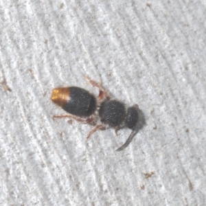 Odontomyrme sp. (genus) at Bluetts Block (402, 403, 12, 11) - 10 Feb 2024