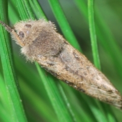 Oncopera (genus) (A Bardie moth) at Block 402 - 10 Feb 2024 by Harrisi