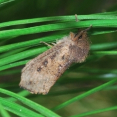 Oncopera (genus) at Denman Prospect 2 Estate Deferred Area (Block 12) - 10 Feb 2024