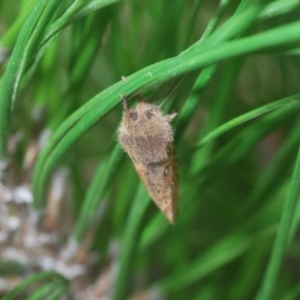 Oncopera (genus) at Denman Prospect 2 Estate Deferred Area (Block 12) - 10 Feb 2024