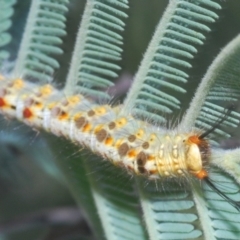 Acyphas semiochrea (Omnivorous Tussock Moth) at Bullen Range - 11 Feb 2024 by Harrisi