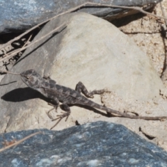 Diporiphora nobbi (Nobbi Dragon) at Bullen Range - 11 Feb 2024 by Harrisi