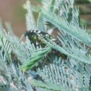 Diphucrania leucosticta at Lower Cotter Catchment - 11 Feb 2024