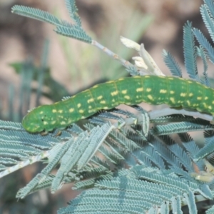 Capusa senilis at Bullen Range - 11 Feb 2024