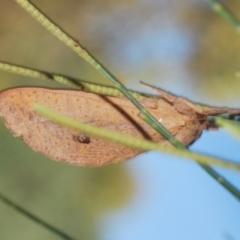 Elhamma australasiae (A Swift or Ghost moth (Hepialidae)) at Lower Cotter Catchment - 11 Feb 2024 by Harrisi