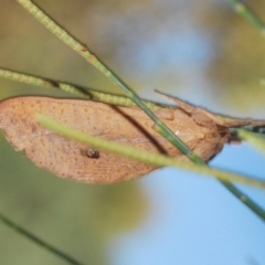 Elhamma australasiae (Elhamma) at Lower Cotter Catchment - 11 Feb 2024 by Harrisi