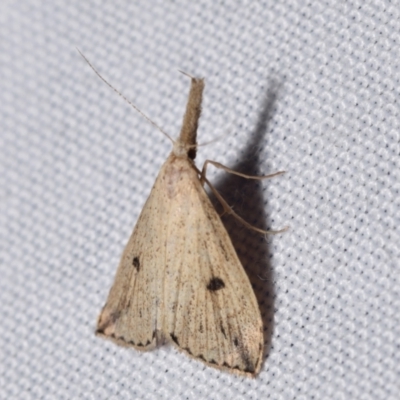 Trigonistis demonias (Long-snouted Moth) at Jerrabomberra, NSW - 13 Feb 2024 by DianneClarke