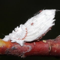 Icerya purchasi (Cottony cushion scale) at Capalaba, QLD - 10 Feb 2024 by TimL