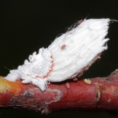 Unidentified Scale insect or Mealybug (Hemiptera, Coccoidea) at Capalaba, QLD - 10 Feb 2024 by TimL