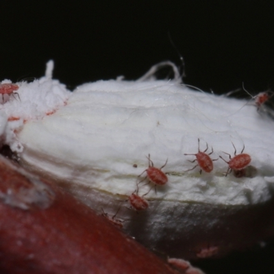 Icerya purchasi (Cottony cushion scale) at Capalaba, QLD - 10 Feb 2024 by TimL