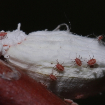 Unidentified Scale insect or Mealybug (Hemiptera, Coccoidea) at Capalaba, QLD - 10 Feb 2024 by TimL