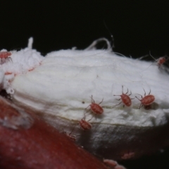 Unidentified Scale insect or Mealybug (Hemiptera, Coccoidea) at Capalaba, QLD - 10 Feb 2024 by TimL