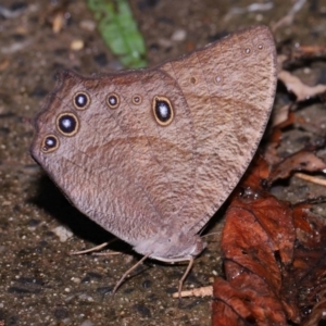 Melanitis leda at Capalaba, QLD - 10 Feb 2024 11:07 AM