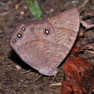 Unidentified Butterfly (Lepidoptera, Rhopalocera) at Capalaba, QLD - 10 Feb 2024 by TimL