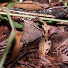 Melanitis leda at Capalaba, QLD - 10 Feb 2024 11:07 AM