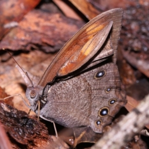 Melanitis leda at Capalaba, QLD - 10 Feb 2024 11:07 AM