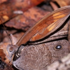 Melanitis leda at Capalaba, QLD - 10 Feb 2024 11:07 AM