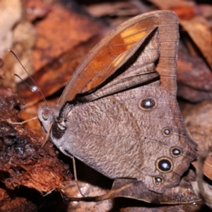 Melanitis leda at Capalaba, QLD - 10 Feb 2024 11:07 AM